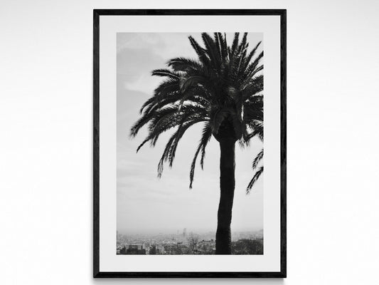 Barcelona Spain Palm