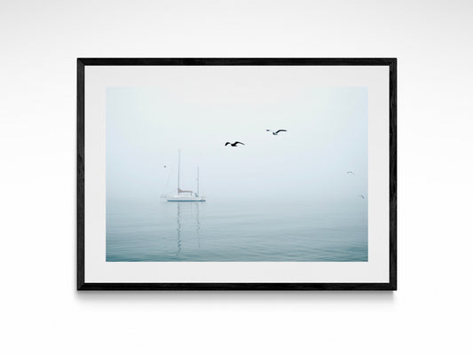 Seagulls In Ocean Fog