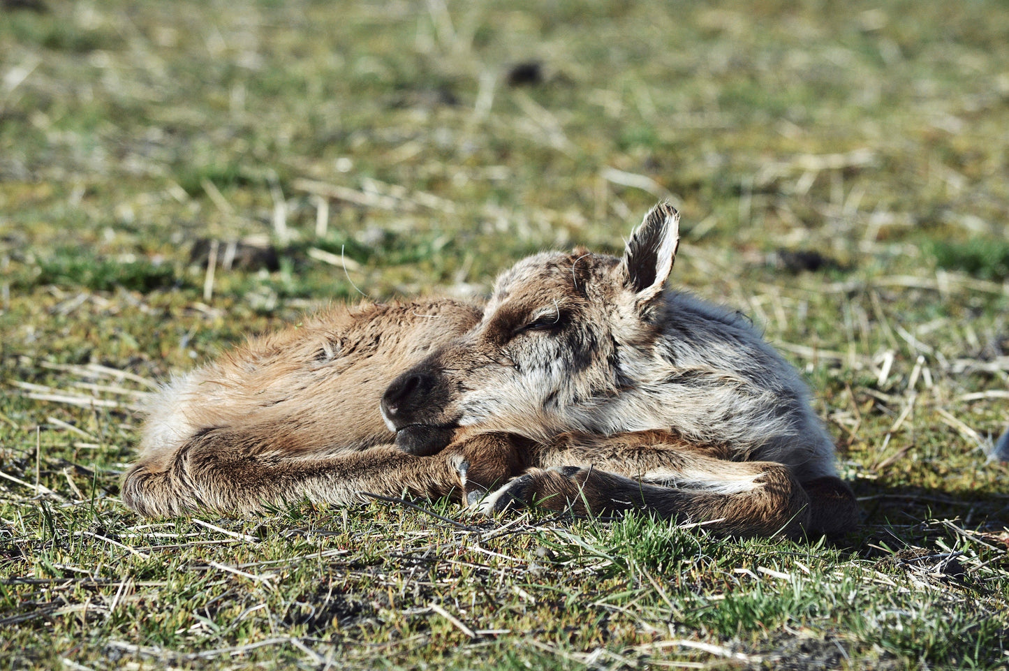 Sleeping Baby Caribou Fine Art Print