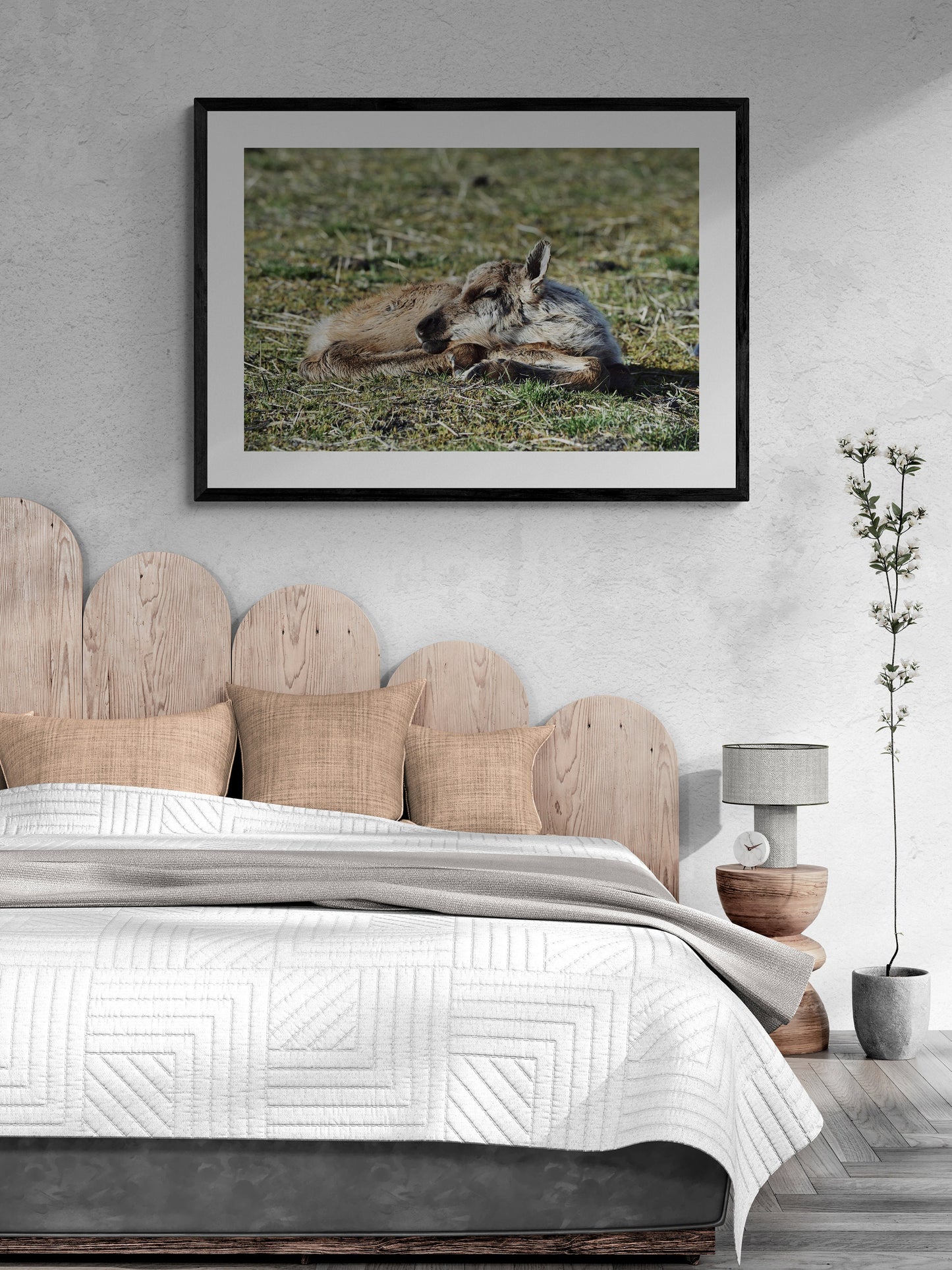 Sleeping Baby Caribou Fine Art Print