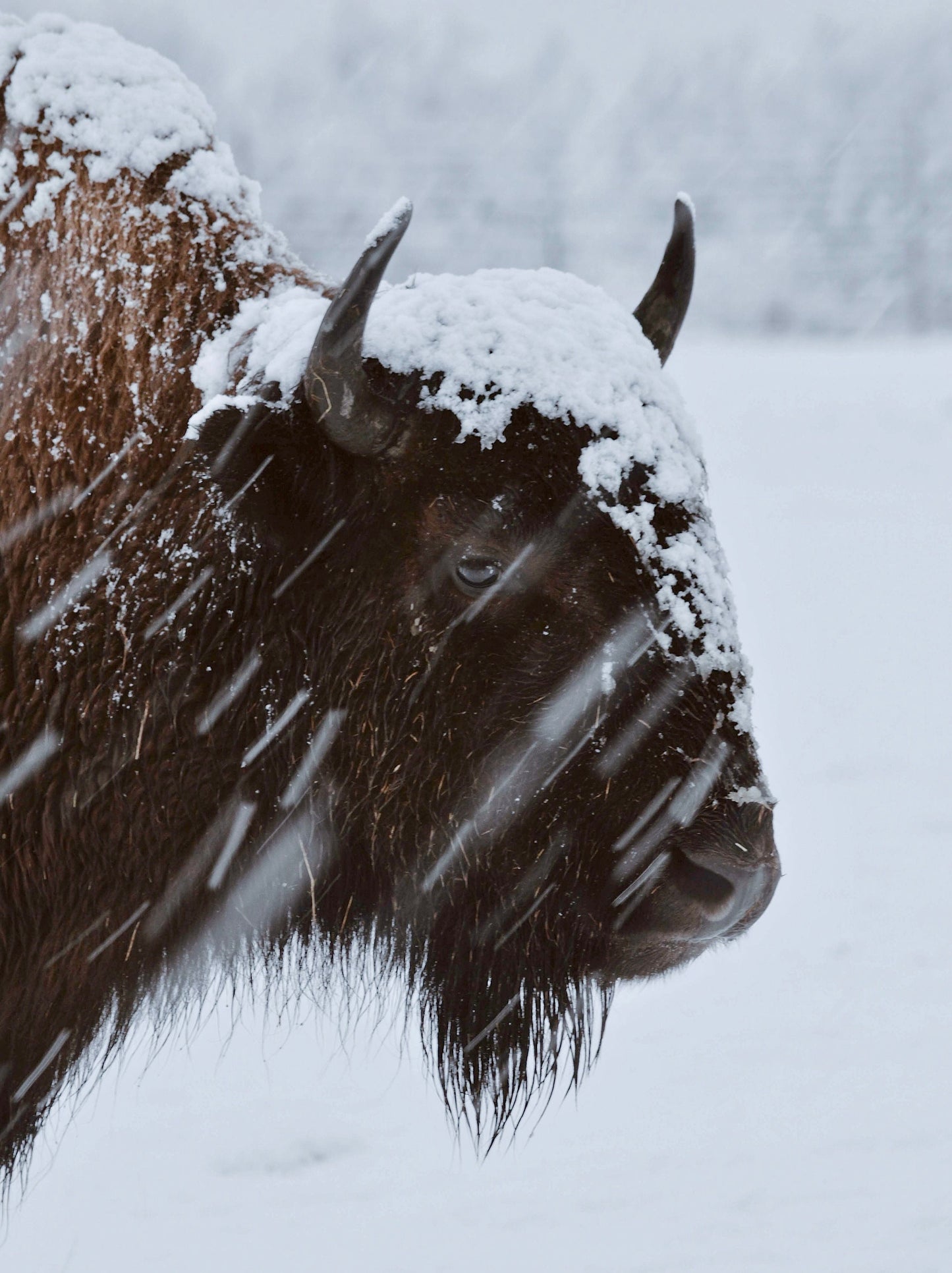 Bison In The Snow