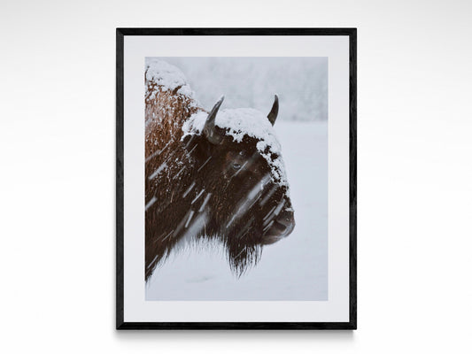 Bison In The Snow
