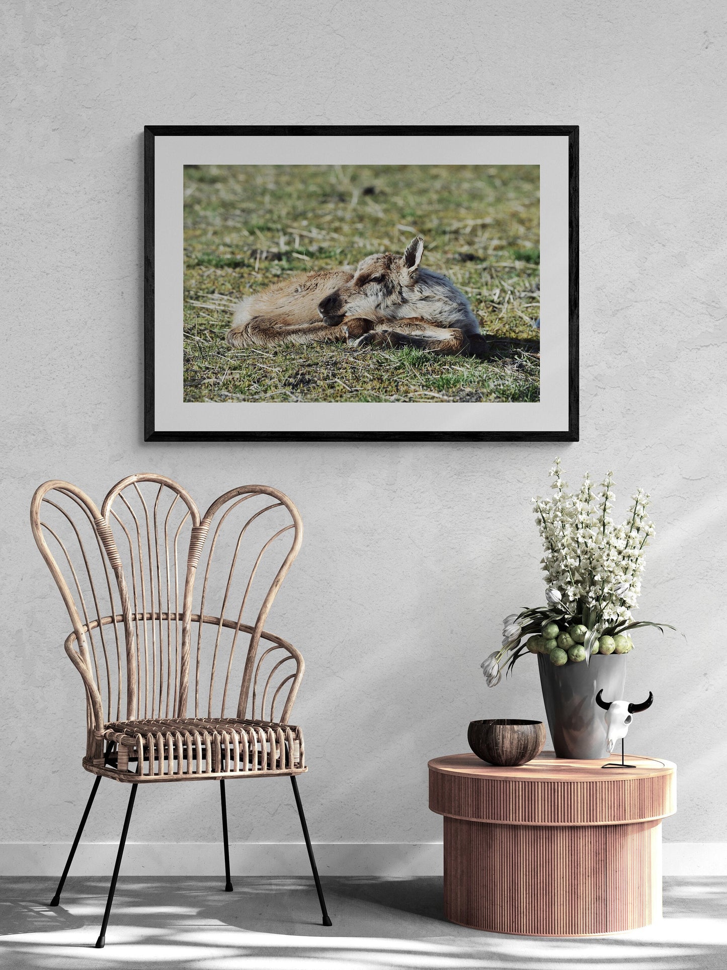 Sleeping Baby Caribou Fine Art Print
