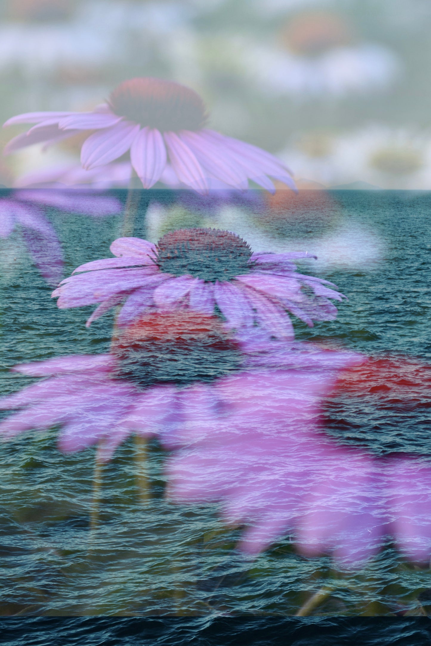 Blooming At Sea