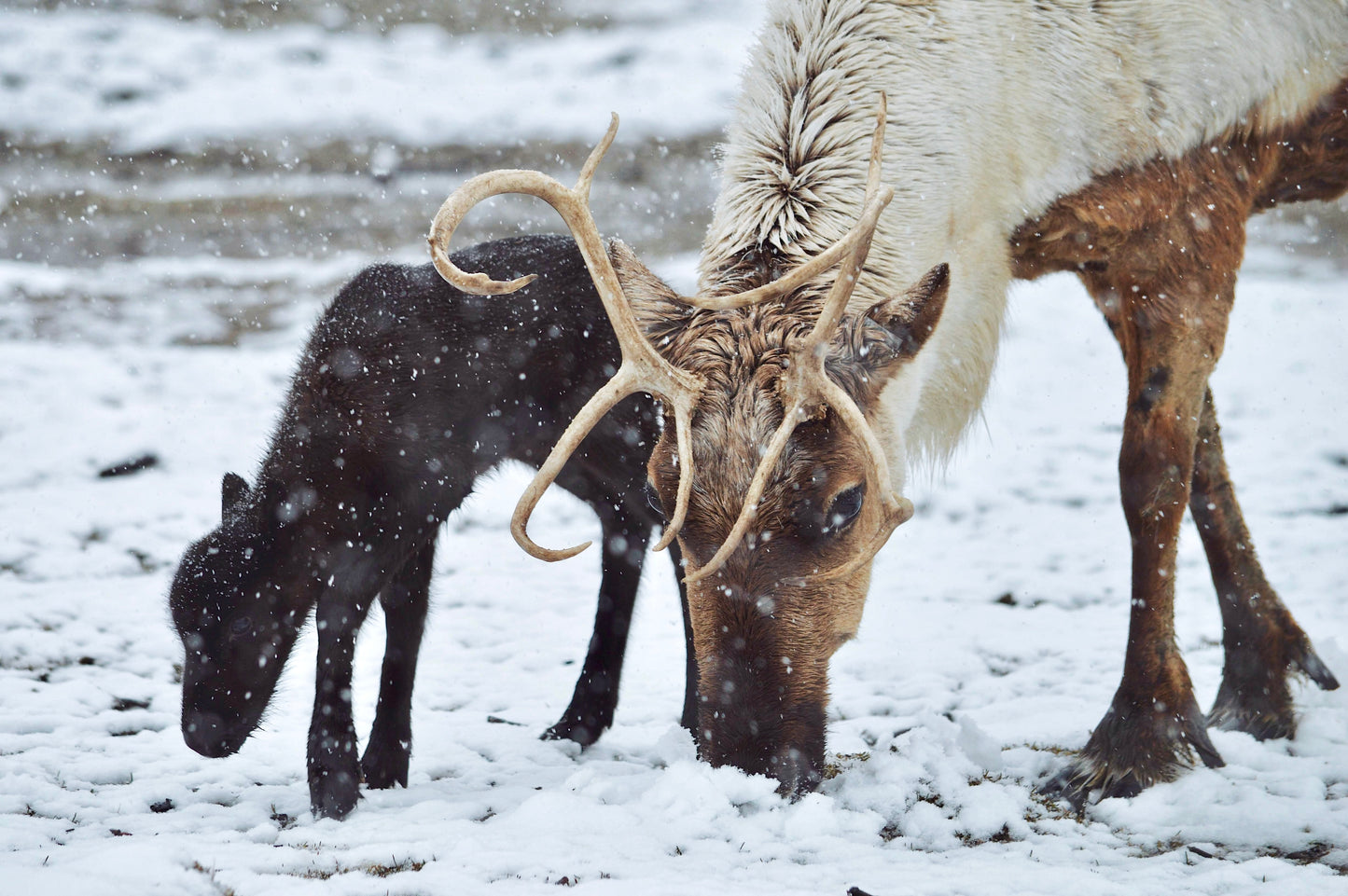 Reindeer Love