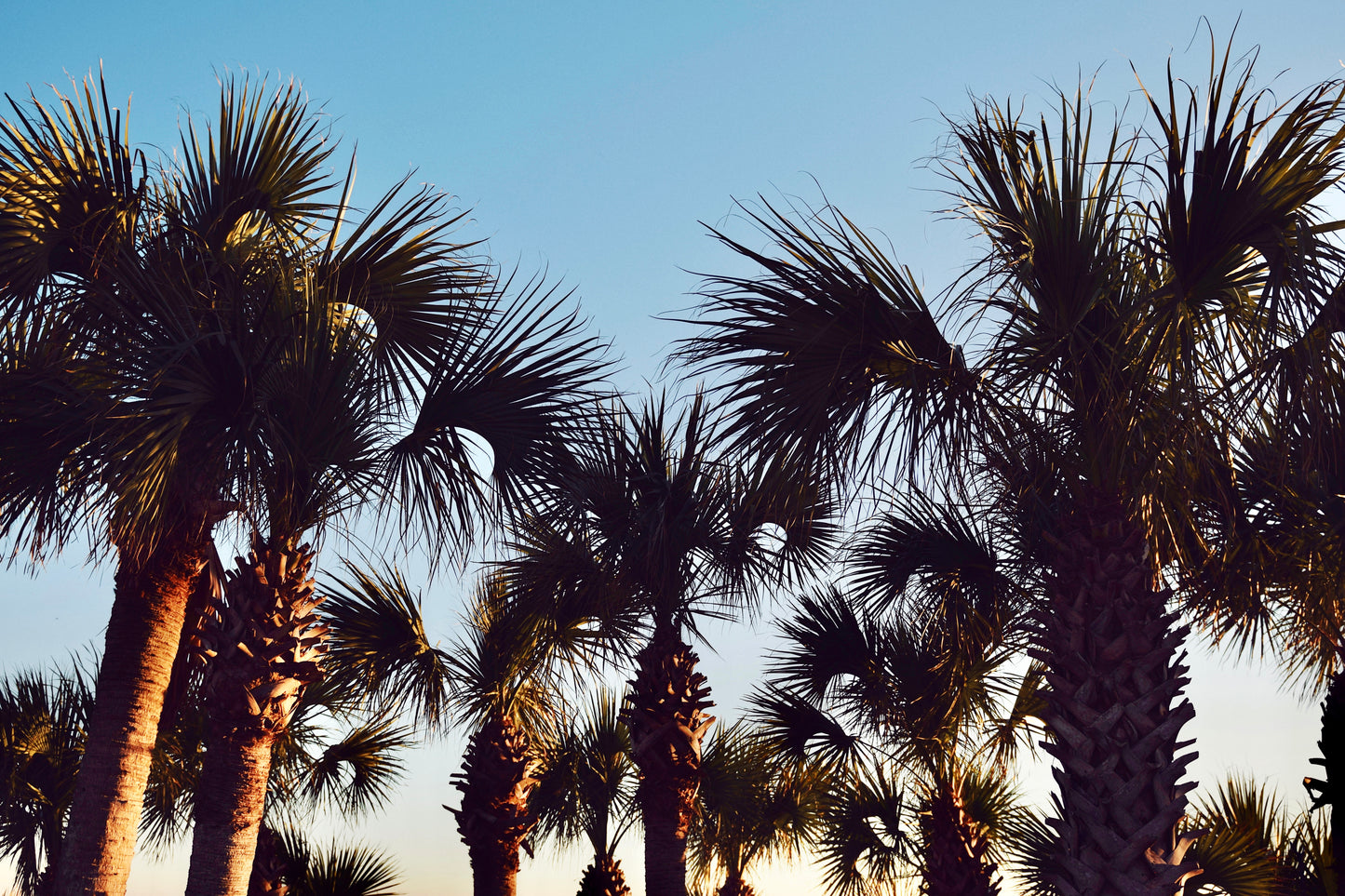 Sunwashed Palms