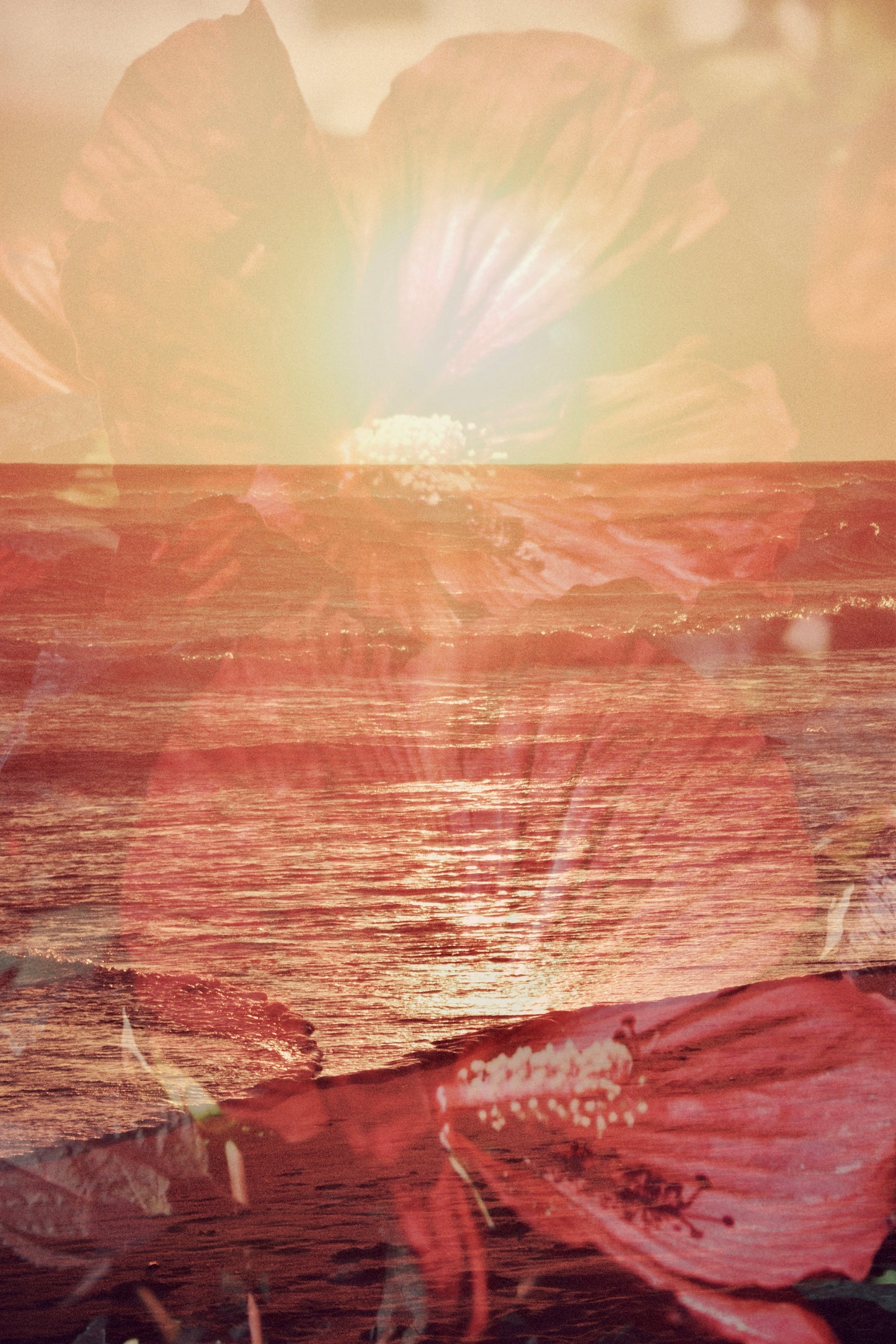 Orange Sunset In Bloom