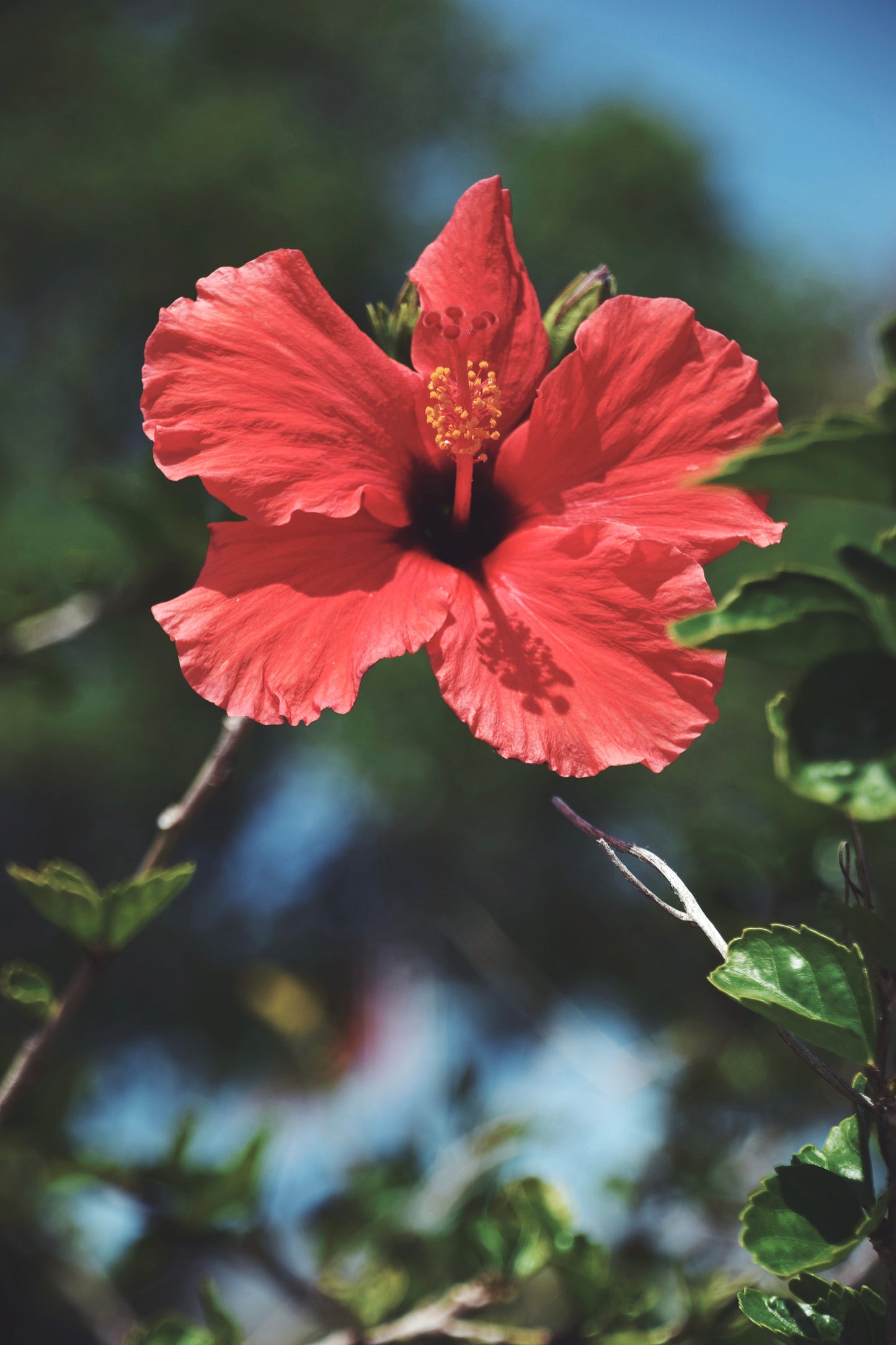 Lost In Hibiscus