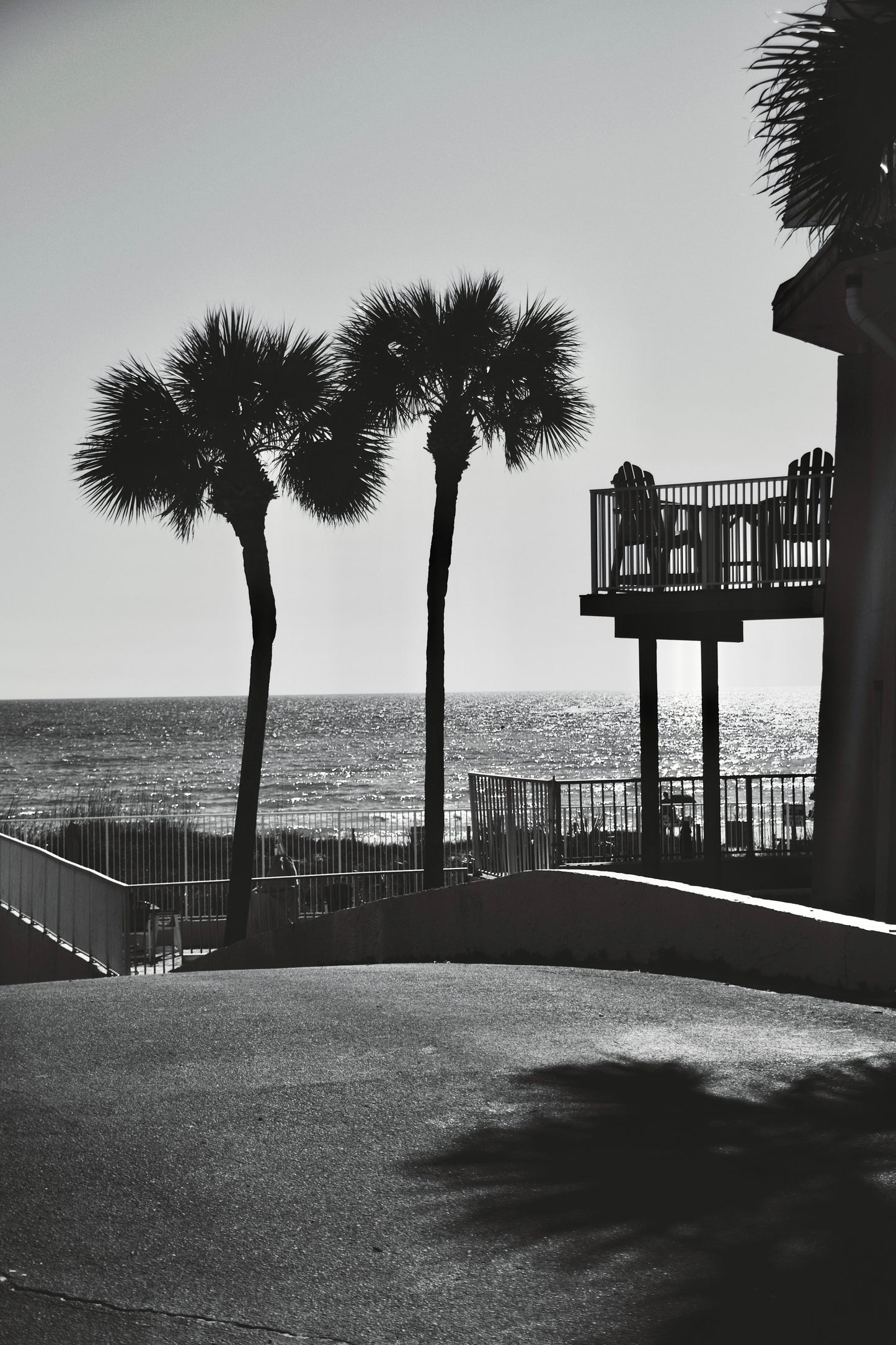 Panama City Palms