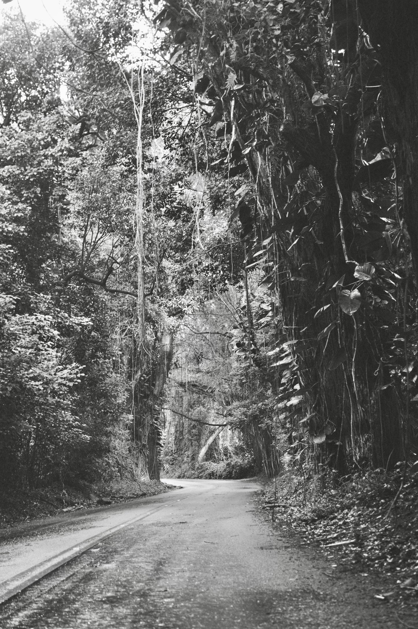 Rainforest Road