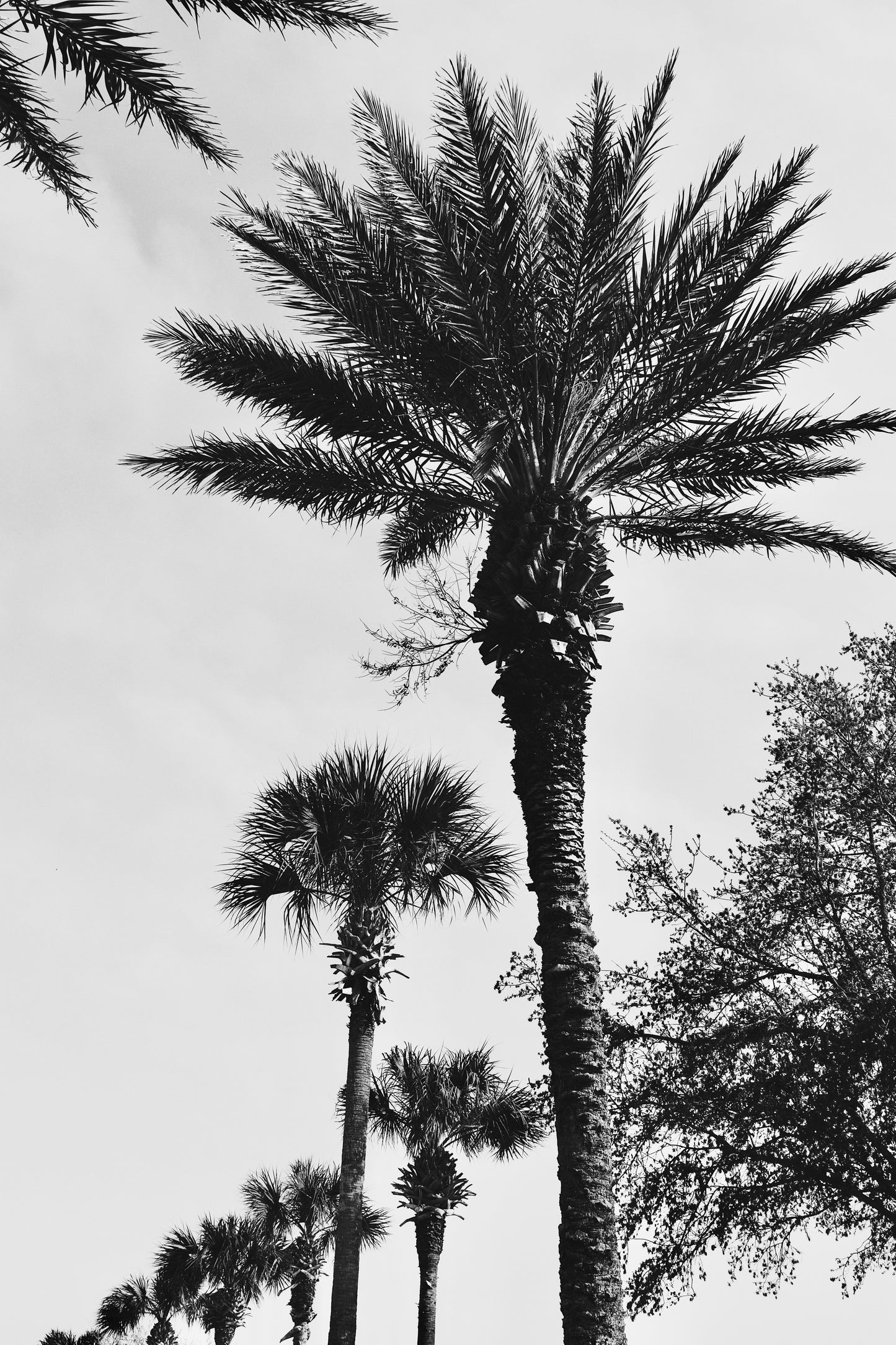 The Palms