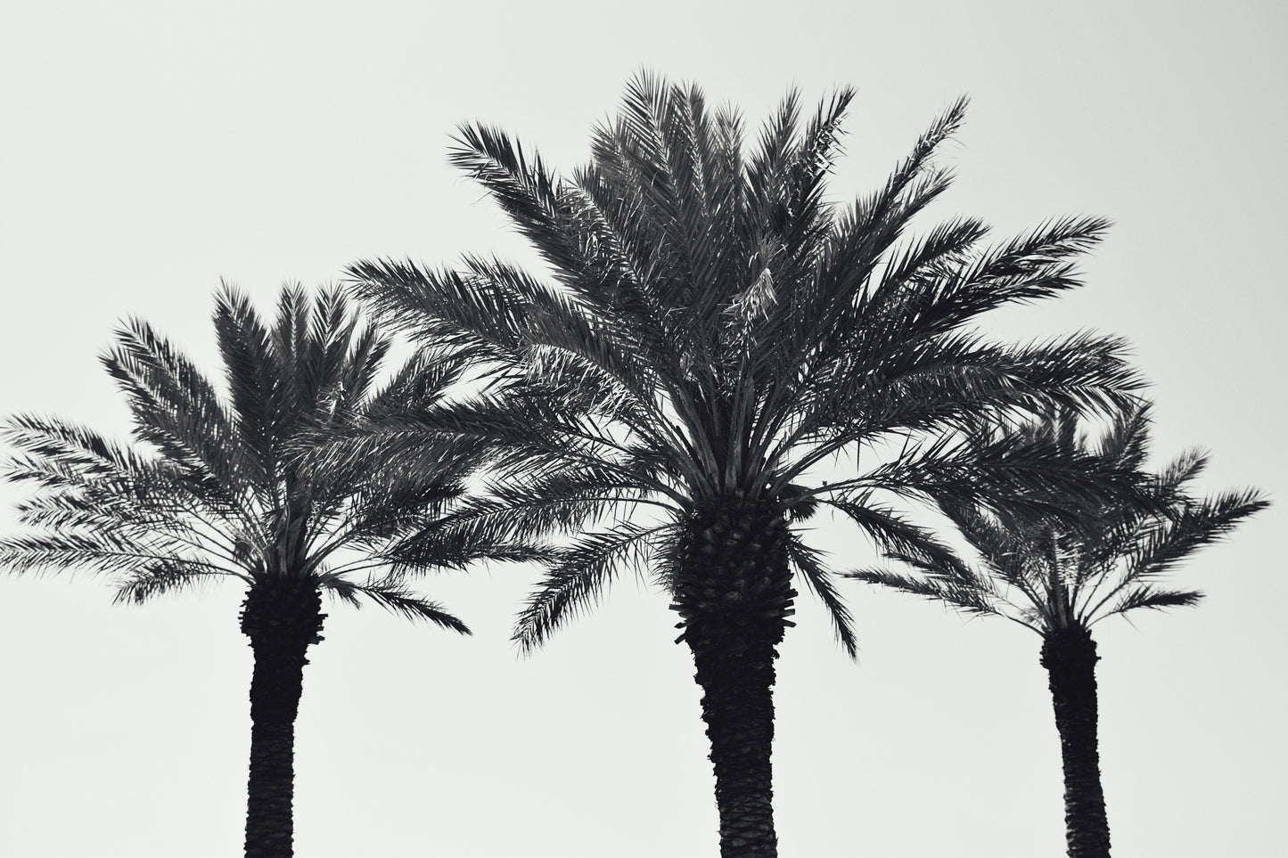 Palm Summer