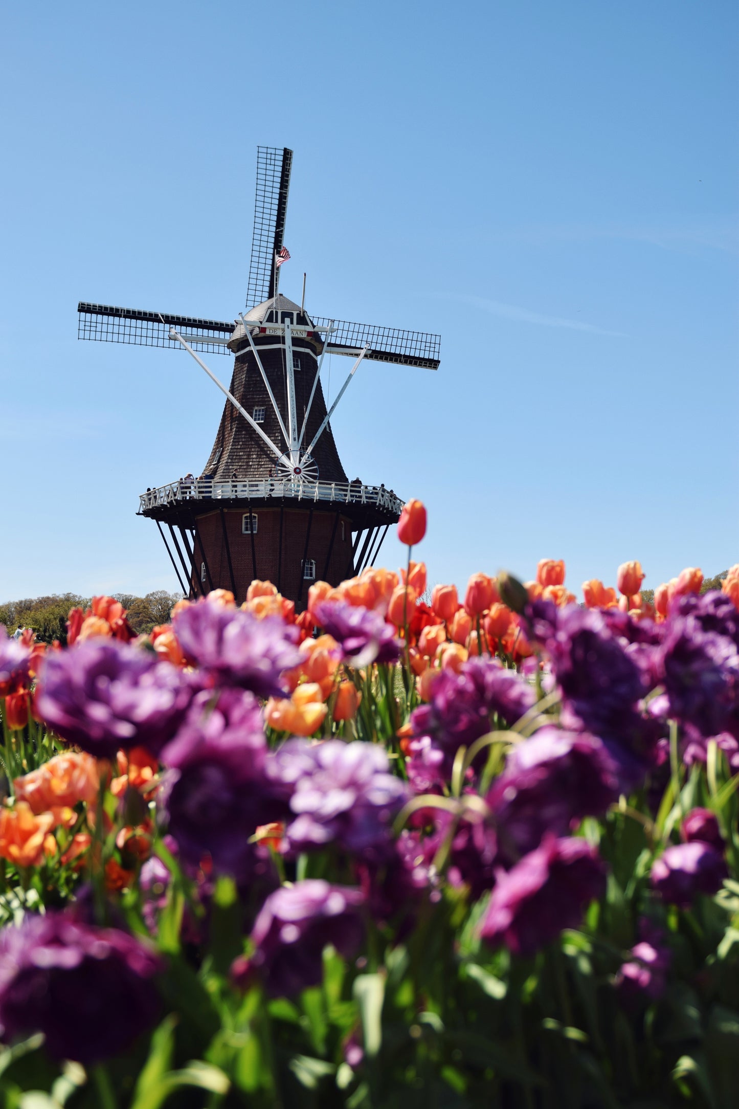 Holland Bloom