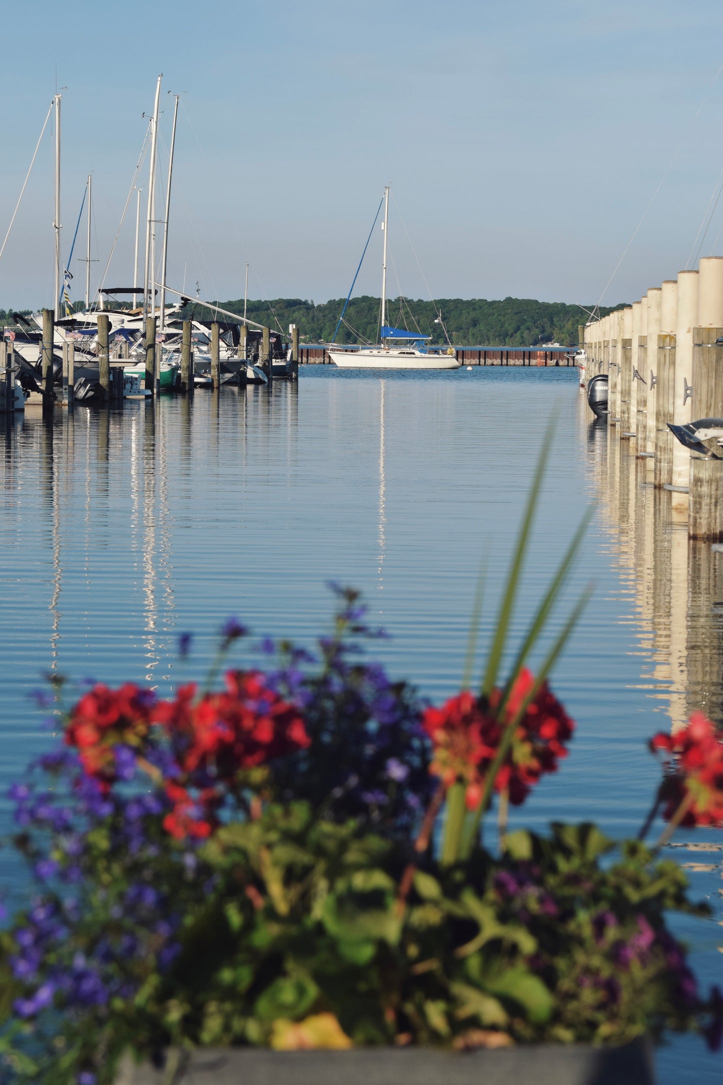 Harbor In Bloom