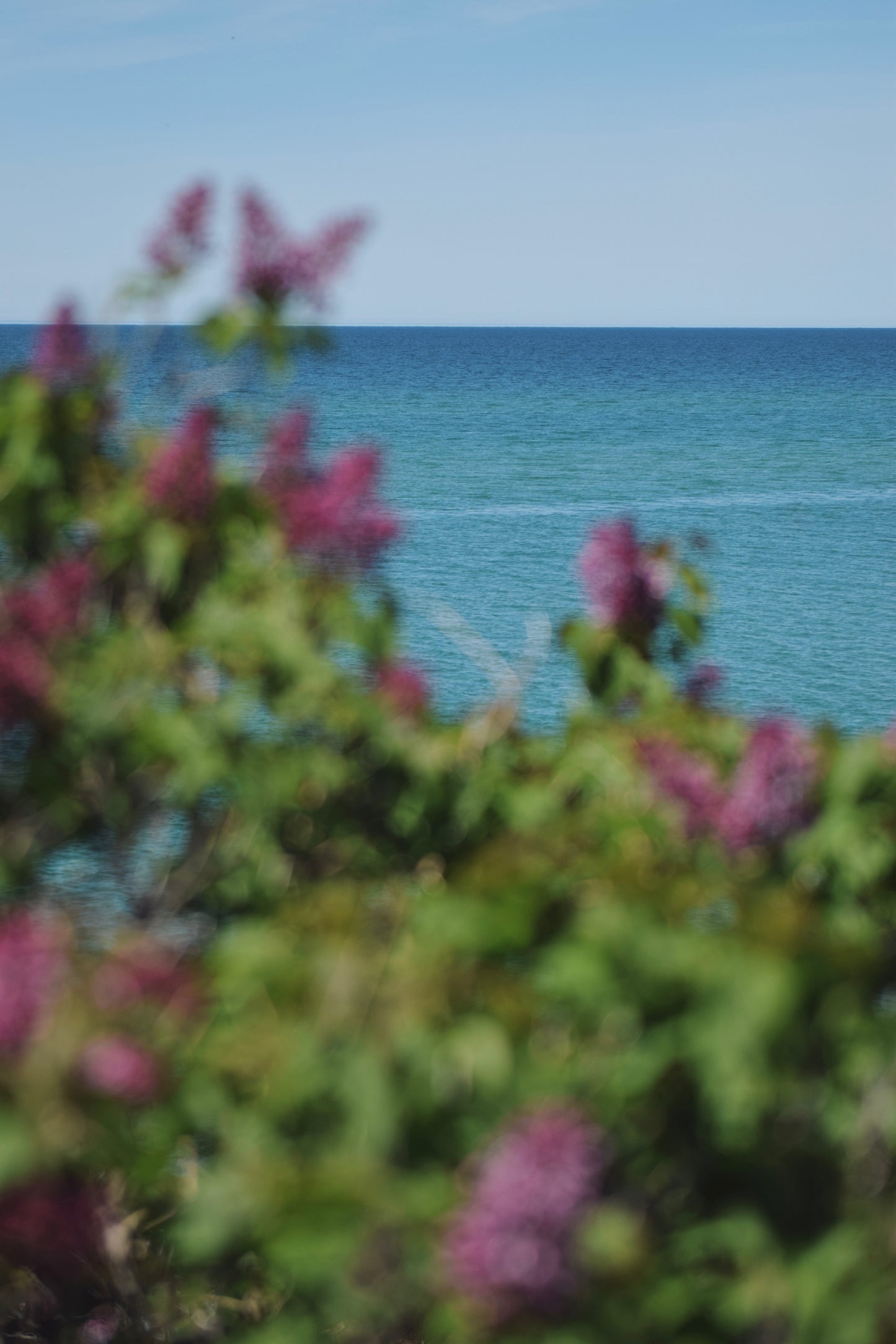Blooming Shores