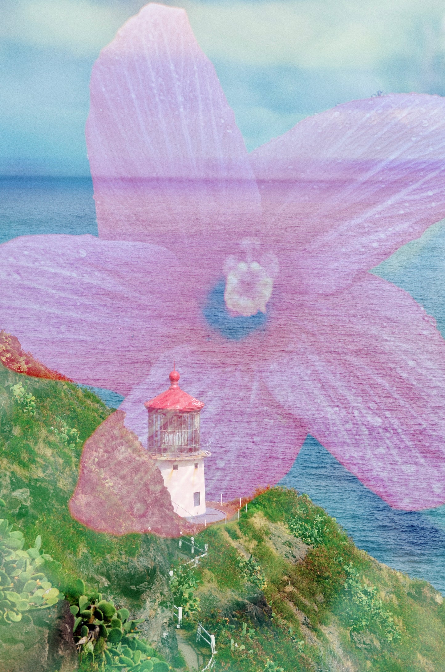 Makapu'u Point Flora