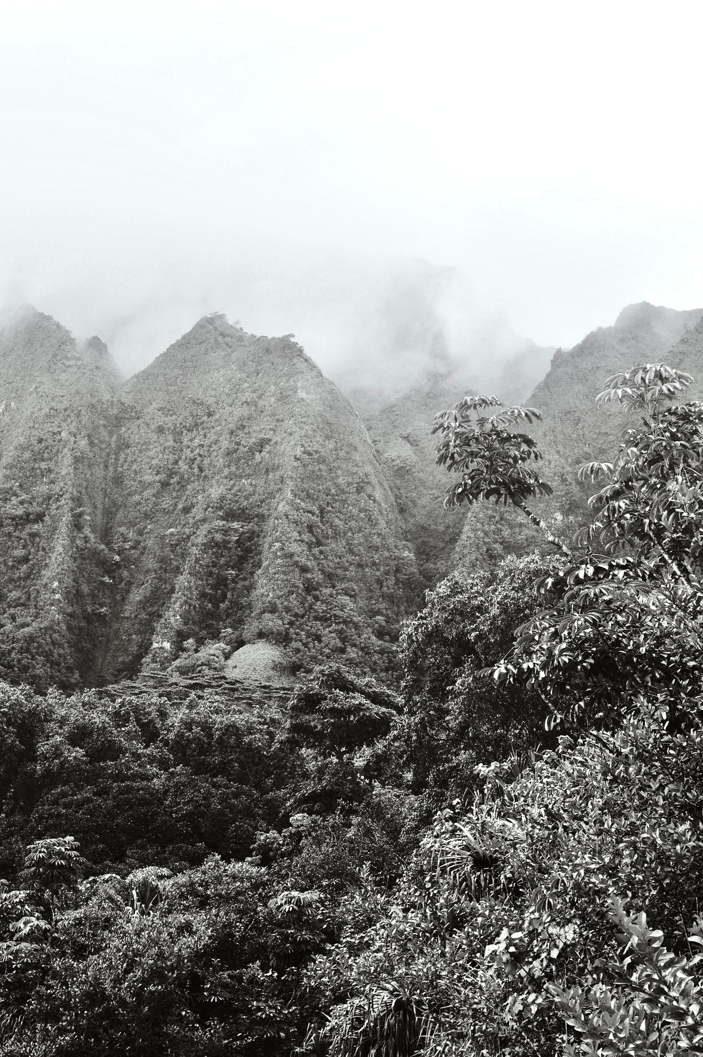 Rainforest Dreams