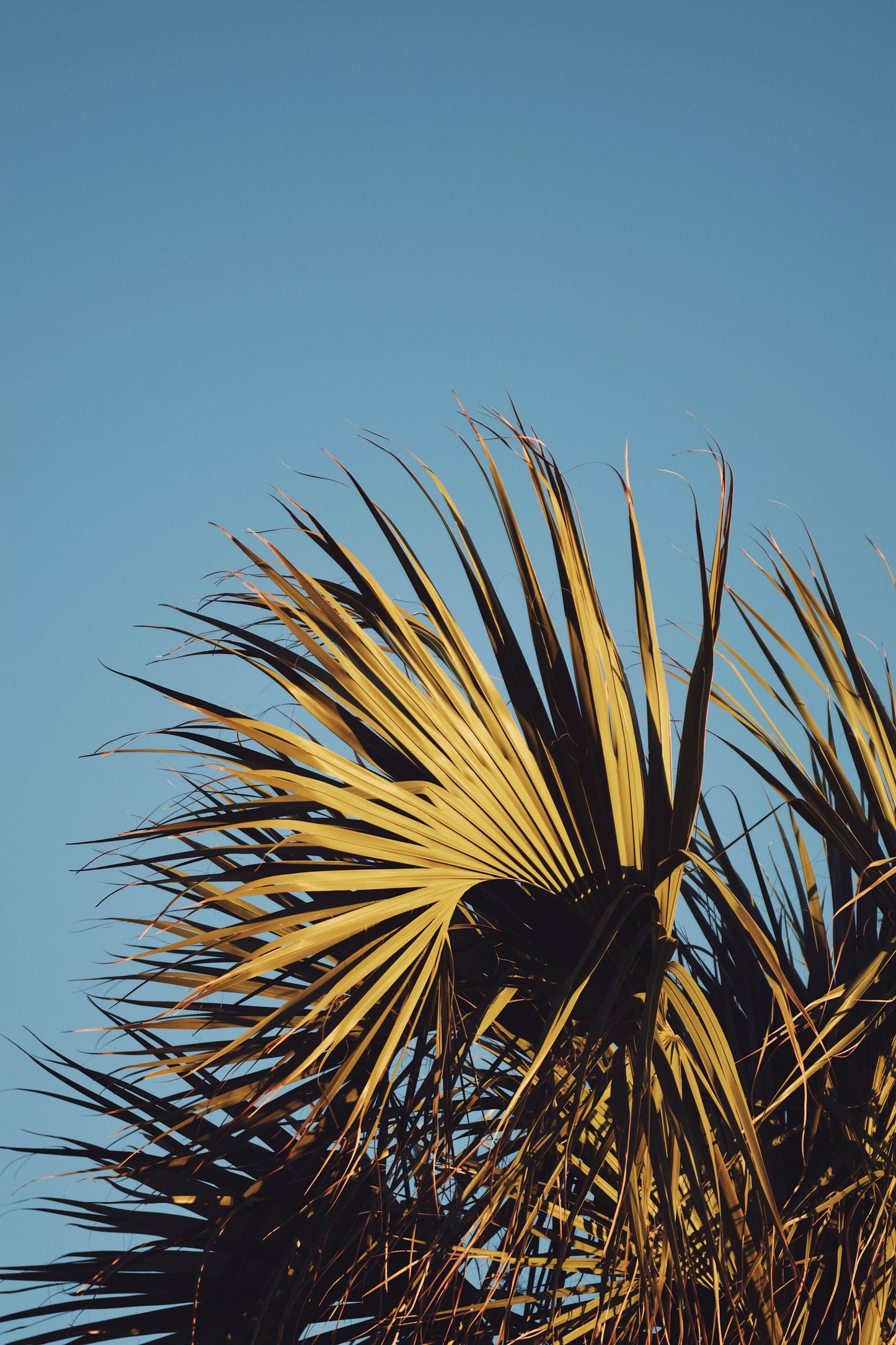 Tropical Palm Leaves