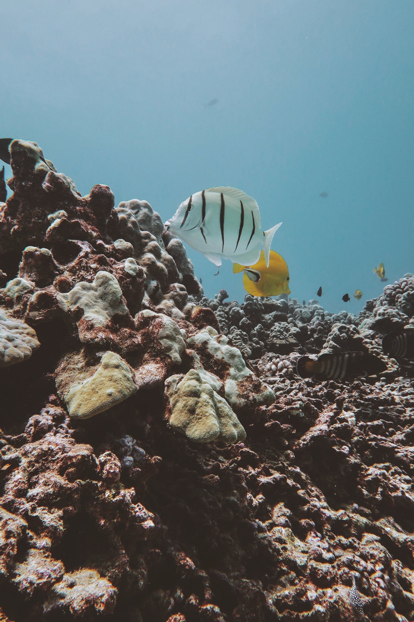 Tropical Underwater