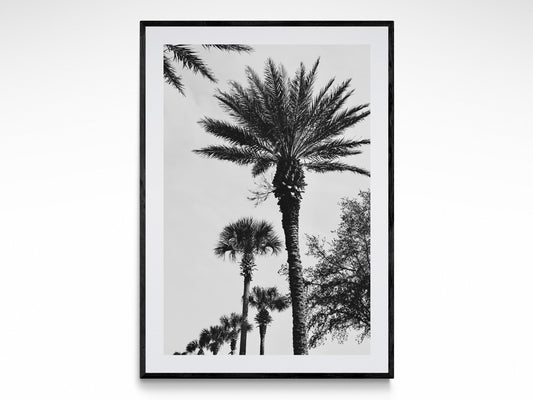 The Palms