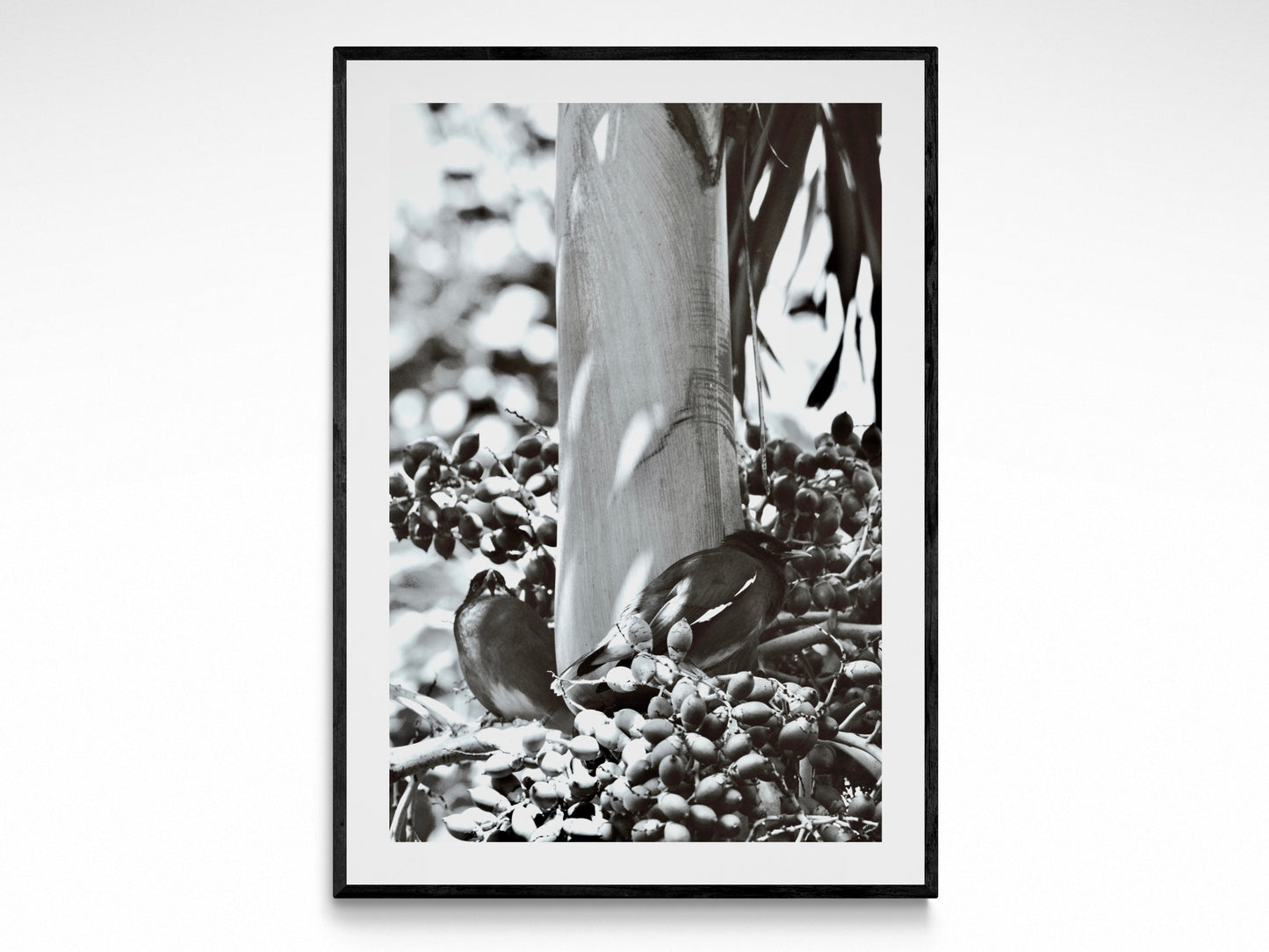 Island Birds