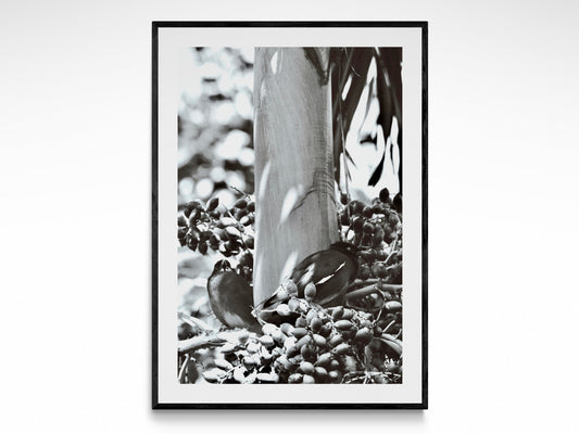 Island Birds