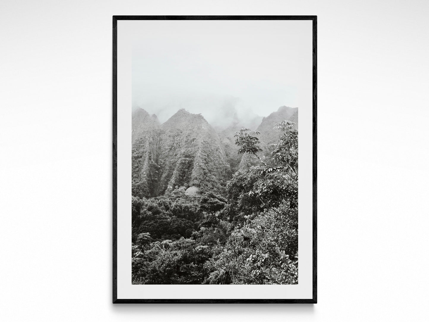 Rainforest Dreams