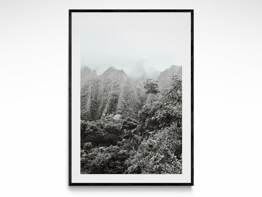 Rainforest Dreams