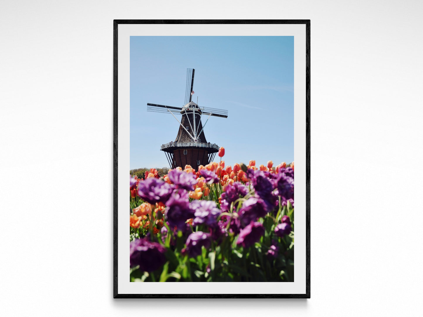 Holland Bloom