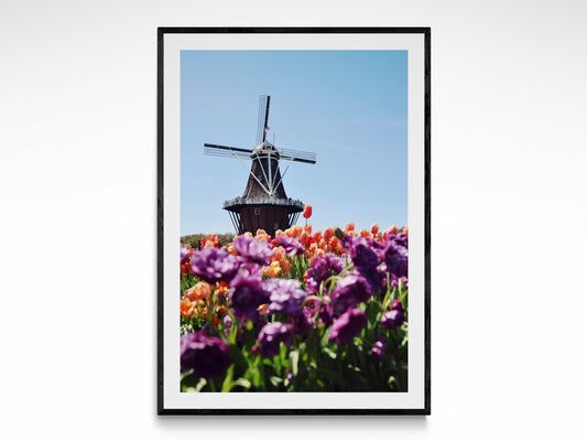 Holland Bloom