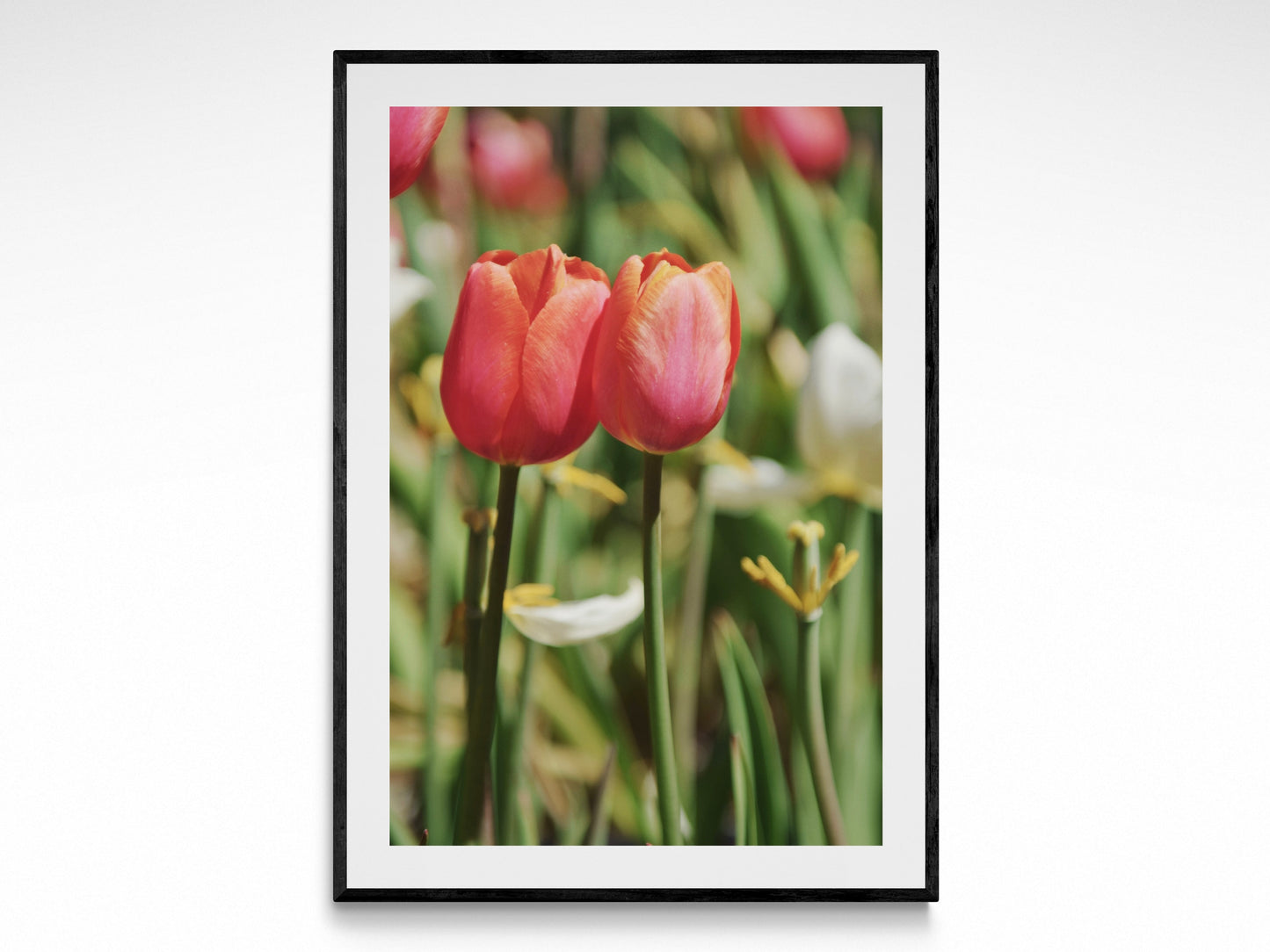 Tulip Embrace