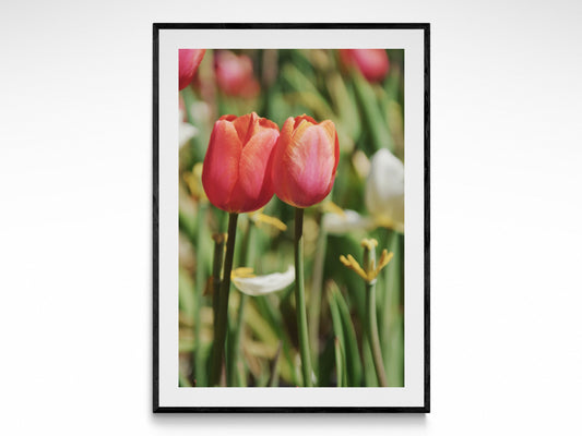 Tulip Embrace