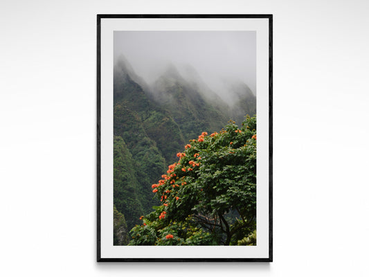 Fog Over Paradise