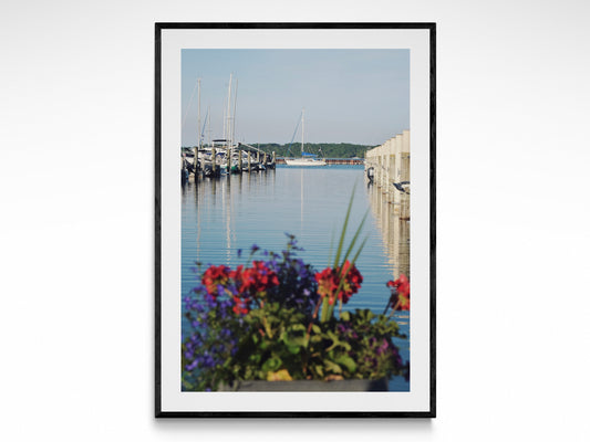 Harbor In Bloom