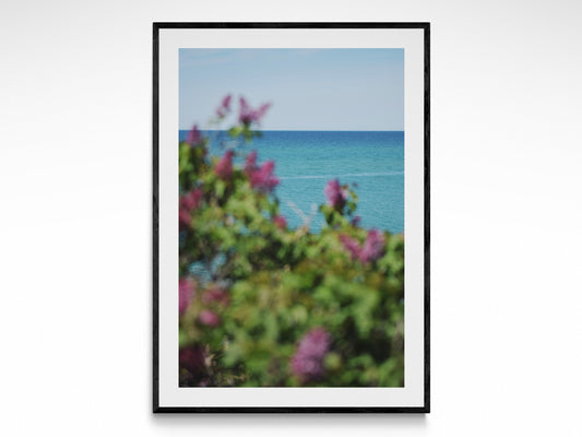 Blooming Shores
