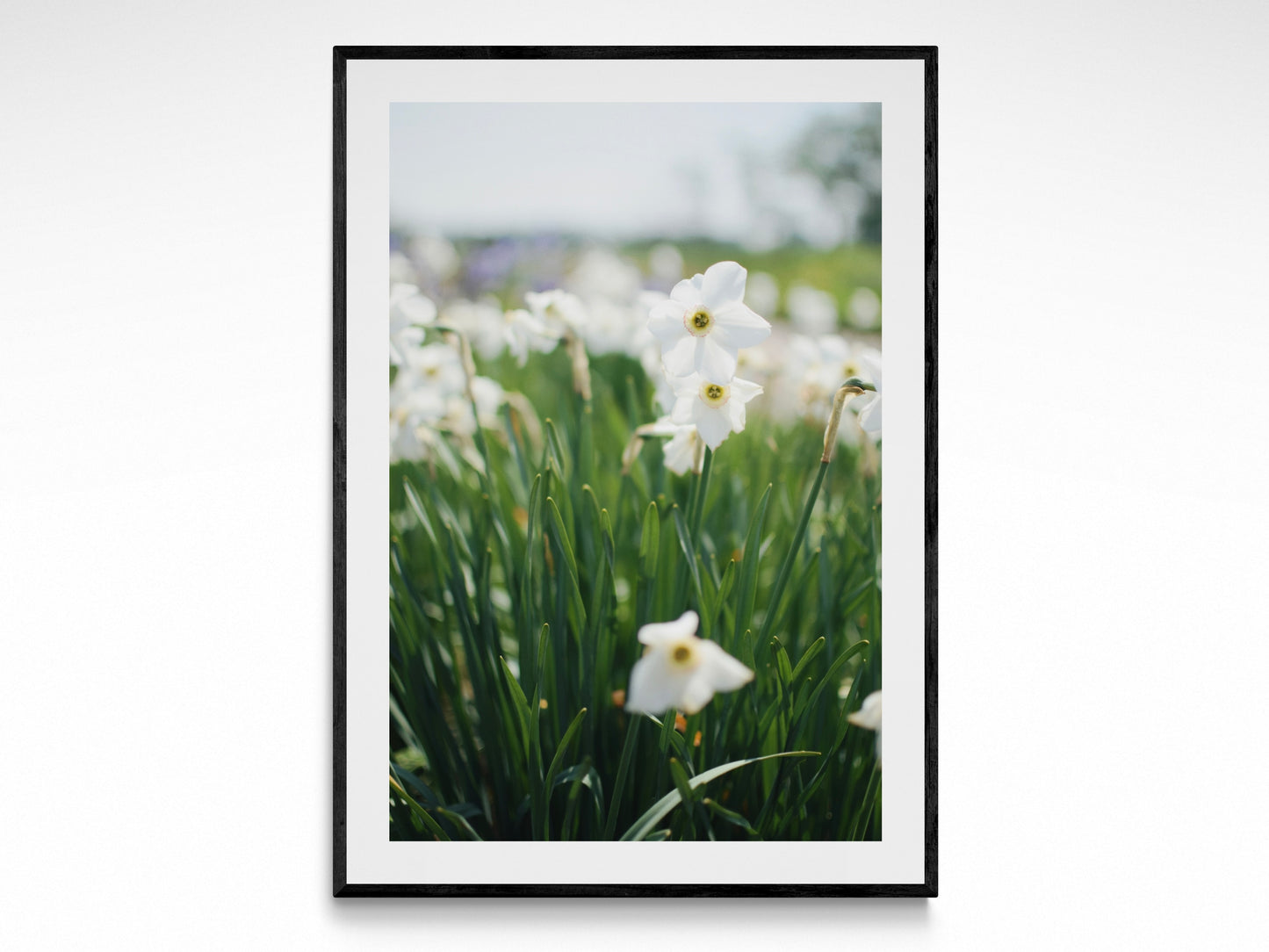 Spring Flowers