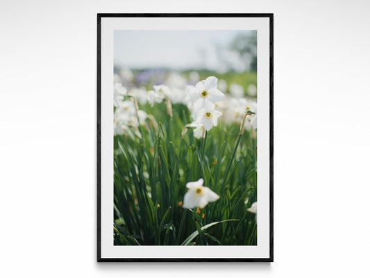 Spring Flowers