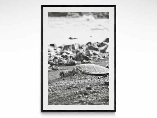 Island Turtle