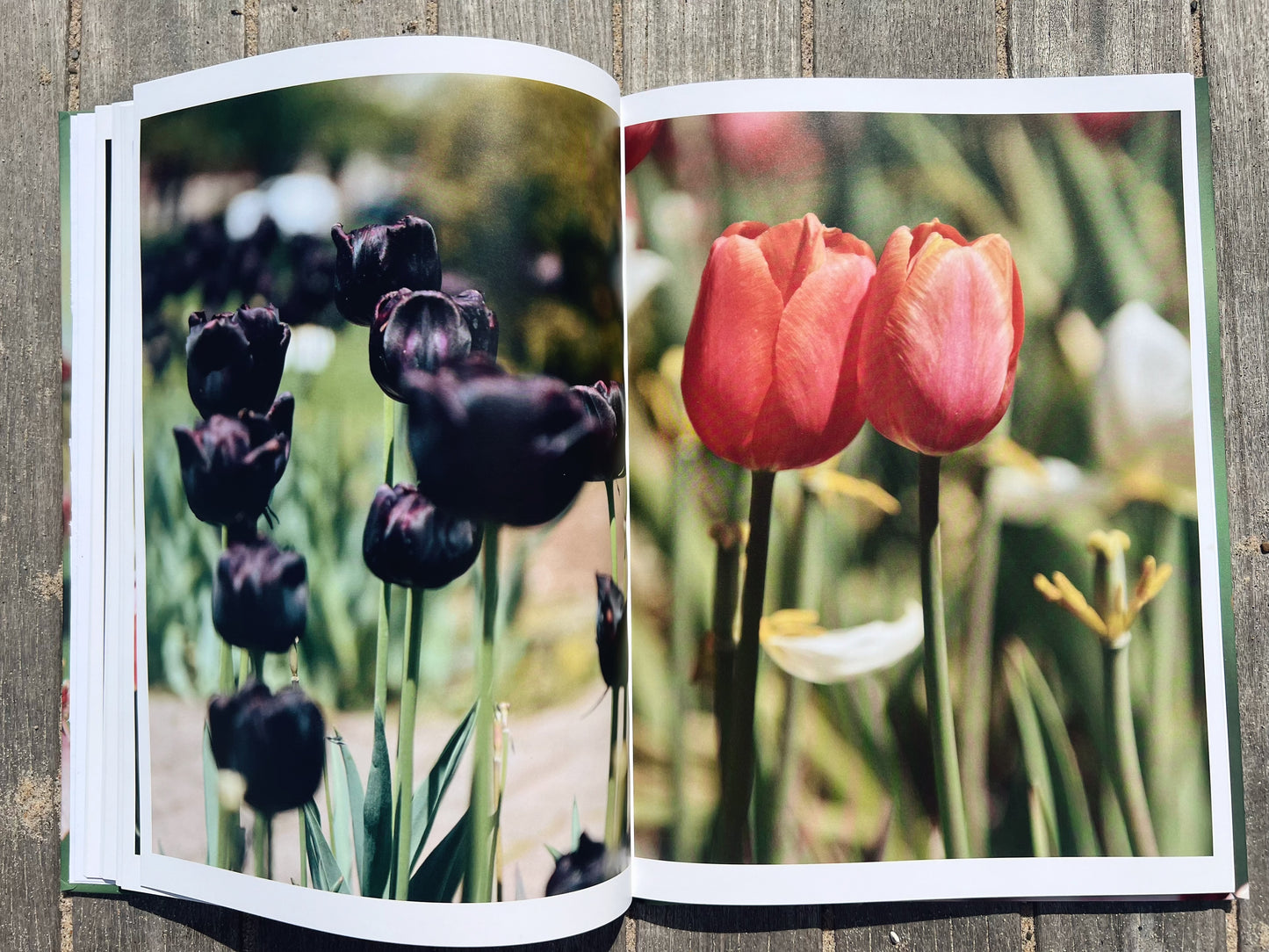 Michigan In Bloom: A Spring Collection