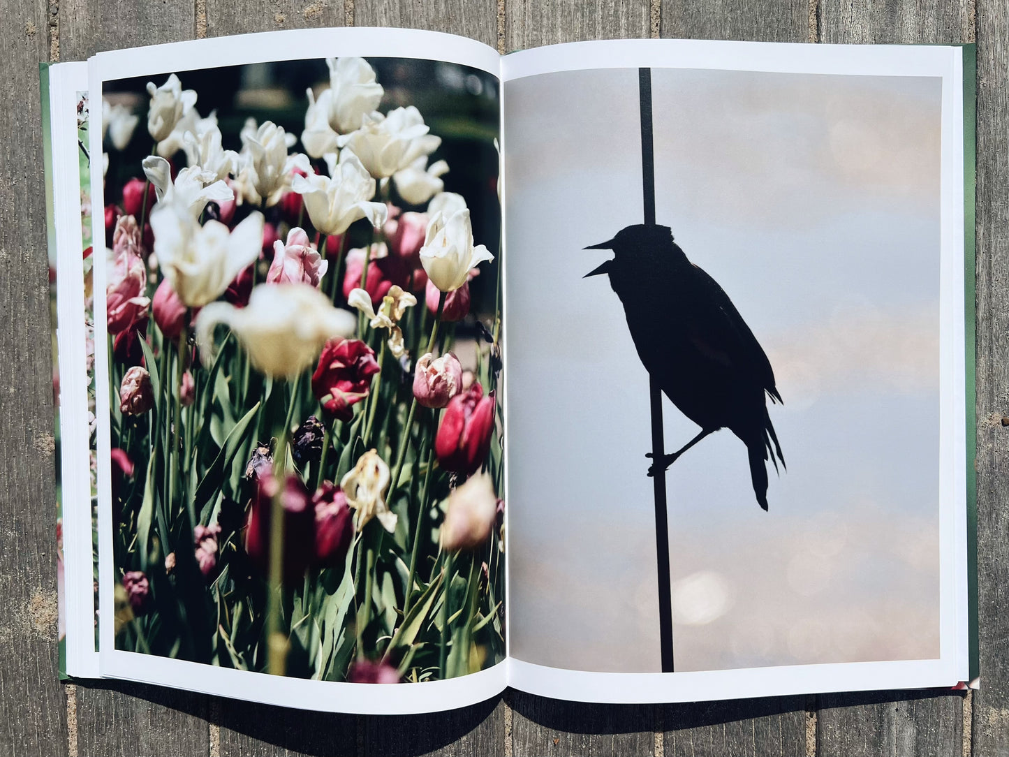 Michigan In Bloom: A Spring Collection