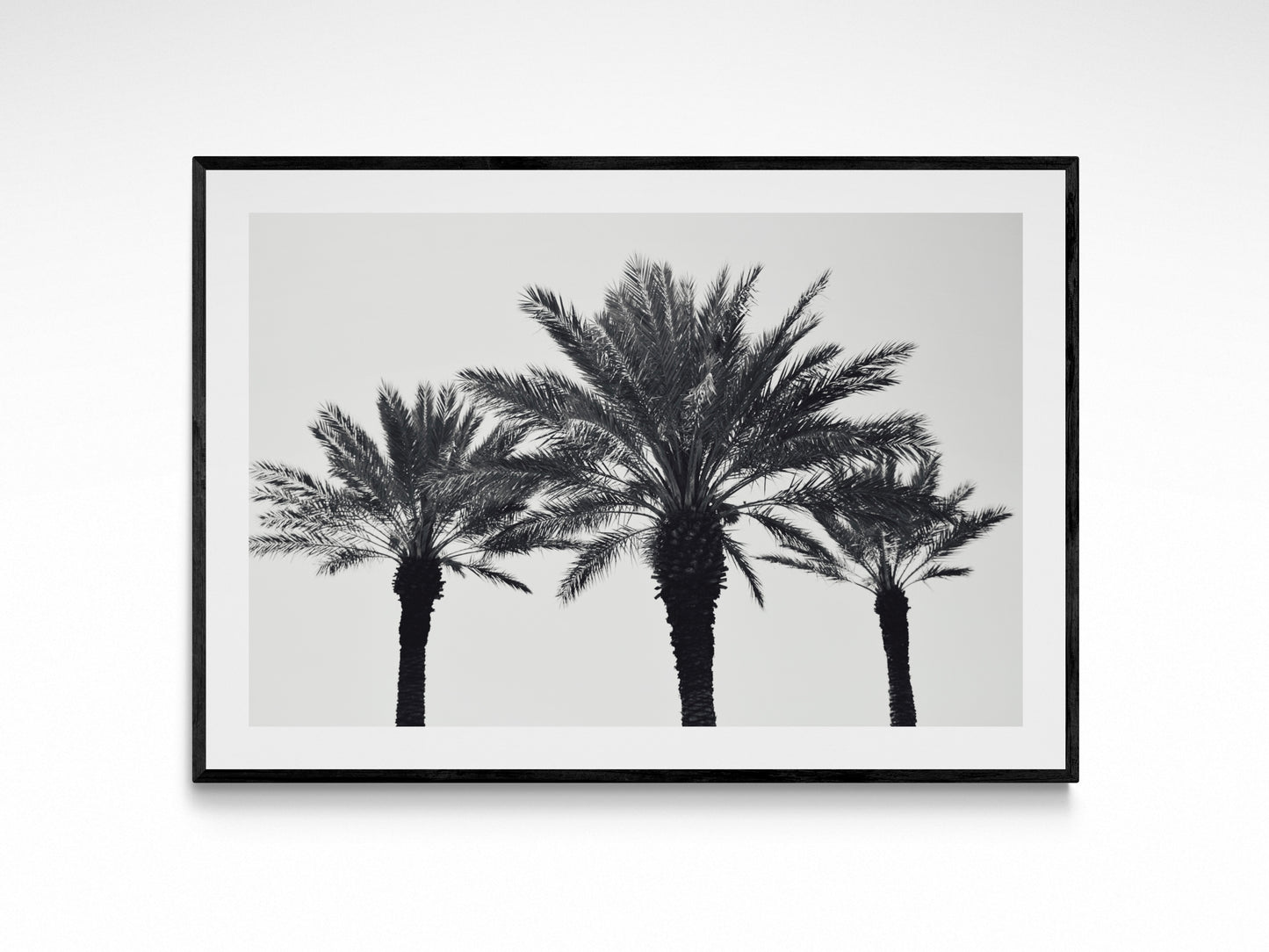 Palm Summer