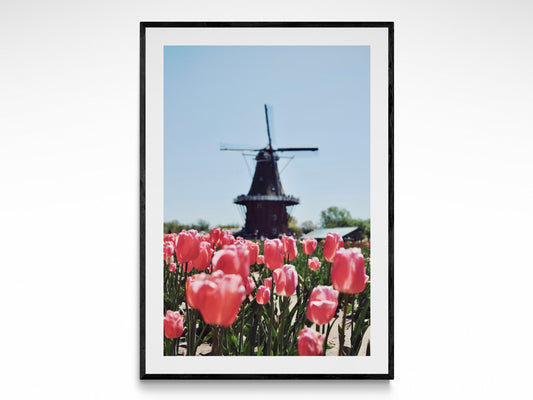 Windmill Garden