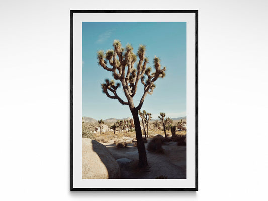 Afternoon In Joshua Tree