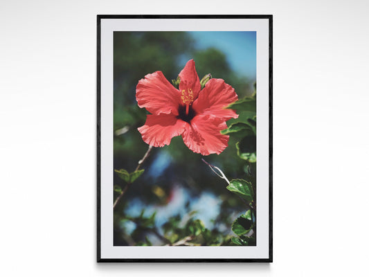 Lost In Hibiscus
