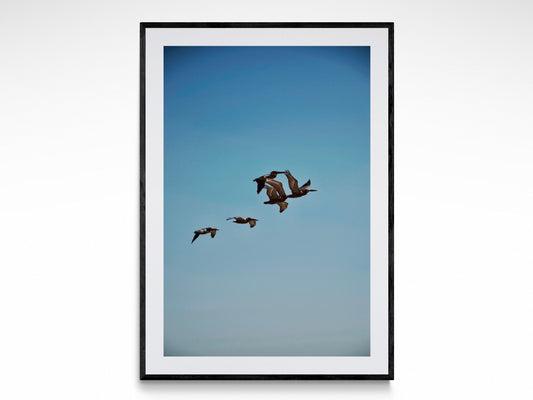 Flock Of Pelicans