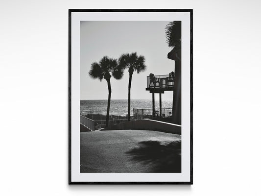 Panama City Palms