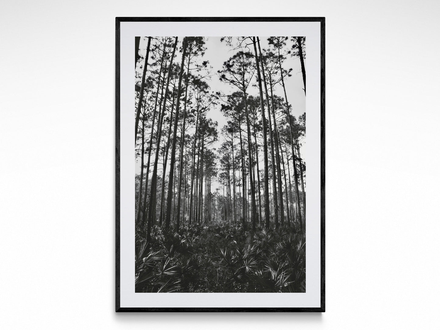 Tropical Forest