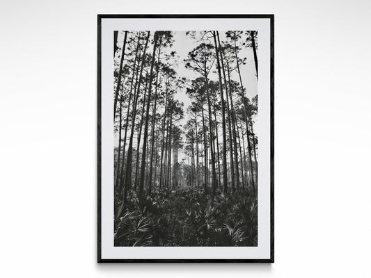 Tropical Forest