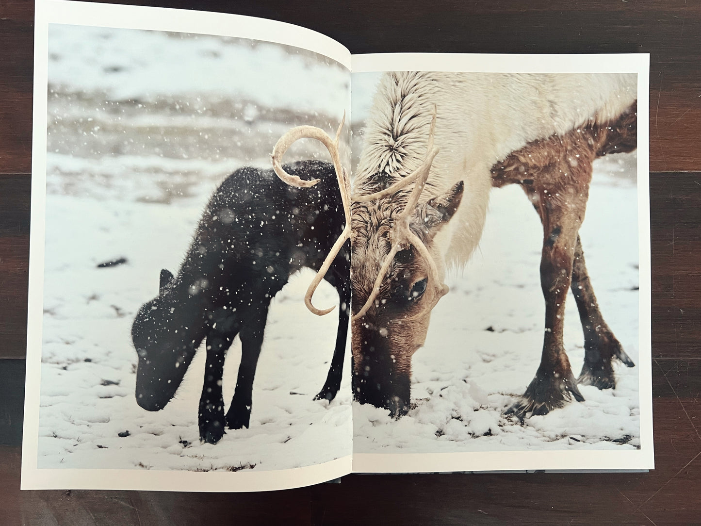 Wild Alaska: Views From The North