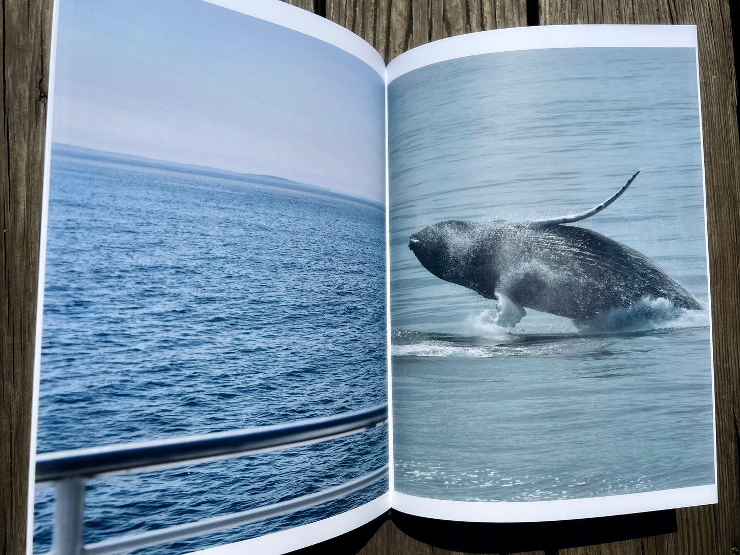 Echoes Of The Atlantic: A Visual Celebration Of Maine's Coast